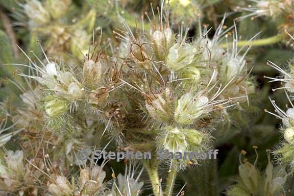 phacelia hastata var compacta 4 graphic